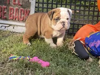 Glaceon, a female English Bulldog for sale in Exeter, MO – Photo 2 of 10