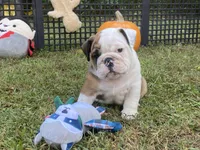 Glaceon, a female English Bulldog for sale in Exeter, MO – Photo 1 of 10