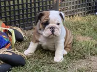 Glaceon, a female English Bulldog for sale in Exeter, MO – Photo 5 of 10