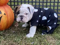 Glaceon, a female English Bulldog for sale in Exeter, MO – Photo 9 of 10