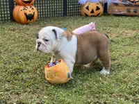 Glaceon, a female English Bulldog for sale in Exeter, MO – Photo 4 of 10