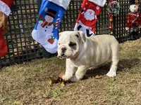 Donner, a male English Bulldog for sale in Exeter, MO – Photo 4 of 10
