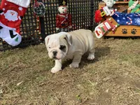 Donner, a male English Bulldog for sale in Exeter, MO – Photo 6 of 10