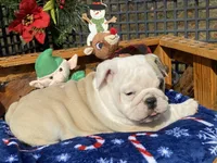 Donner, a male English Bulldog for sale in Exeter, MO – Photo 8 of 10