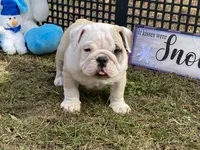 Donner, a male English Bulldog for sale in Exeter, MO – Photo 1 of 10