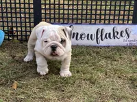 Donner, a male English Bulldog for sale in Exeter, MO – Photo 5 of 10