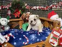 Donner, a male English Bulldog for sale in Exeter, MO – Photo 2 of 10