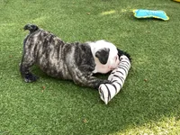 Rudy, a female English Bulldog for sale in Exeter, MO – 10 of 10