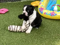 Peter, a male Boston Terrier for sale in Exeter, MO – 3 of 10