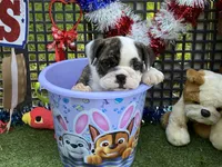 Paul, a female English Bulldog for sale in Exeter, MO – 7 of 10