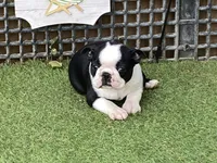 Penny, a female Boston Terrier for sale in Exeter, MO – 8 of 10