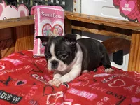 Preston , a male Boston Terrier for sale in Exeter, MO – Photo 1 of 4