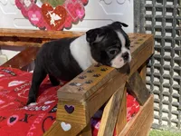 Preston , a male Boston Terrier for sale in Exeter, MO – Photo 4 of 4