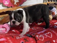 Preston , a male Boston Terrier for sale in Exeter, MO – Photo 3 of 4