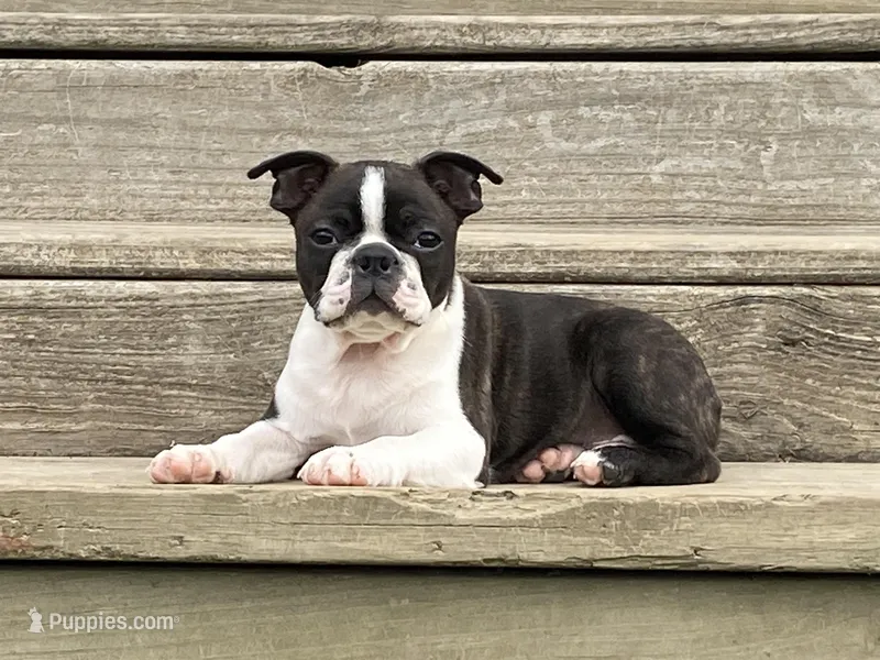 Preston  – Boston Terrier puppy for sale in Exeter, MO