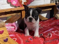 Preston , a male Boston Terrier for sale in Exeter, MO – Photo 2 of 4