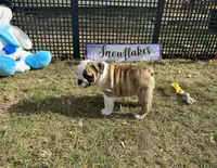 Dancer, a female English Bulldog for sale in Exeter, MO – Photo 5 of 10