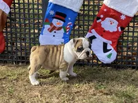 Dancer, a female English Bulldog for sale in Exeter, MO – Photo 9 of 10