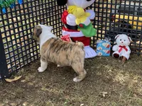 Dancer, a female English Bulldog for sale in Exeter, MO – Photo 2 of 10