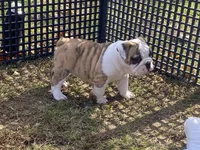 Dancer, a female English Bulldog for sale in Exeter, MO – Photo 6 of 10