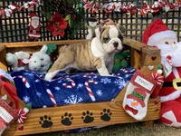 Dancer, a female English Bulldog for sale in Exeter, MO – Photo 3 of 10