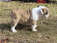 Dancer, a female English Bulldog for sale in Exeter, MO – Photo 7 of 10