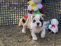 Dancer, a female English Bulldog for sale in Exeter, MO – Photo 4 of 10