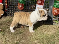 Dancer, a female English Bulldog for sale in Exeter, MO – Photo 8 of 10