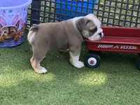 Pearl, a female English Bulldog for sale in Exeter, MO – 6 of 10