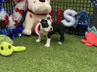 Flora, a female Boston Terrier for sale in Exeter, MO – 4 of 10