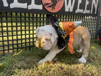 Sylveon, a female English Bulldog for sale in Exeter, MO – Photo 3 of 10