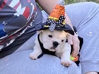 Sylveon, a female English Bulldog for sale in Exeter, MO – Photo 1 of 10