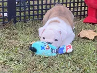 Sylveon, a female English Bulldog for sale in Exeter, MO – Photo 6 of 10