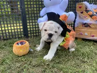 Sylveon, a female English Bulldog for sale in Exeter, MO – Photo 9 of 10