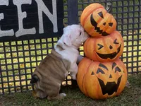 Sylveon, a female English Bulldog for sale in Exeter, MO – Photo 7 of 10