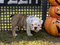 Sylveon, a female English Bulldog for sale in Exeter, MO – Photo 5 of 10