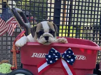 Dream, a female English Bulldog for sale in Exeter, MO – 6 of 10
