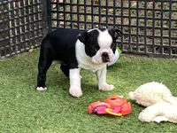 Penny, a female Boston Terrier for sale in Exeter, MO – 2 of 10