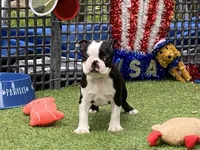 Flora, a female Boston Terrier for sale in Exeter, MO – 8 of 10