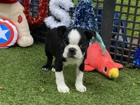 Frankie, a female Boston Terrier for sale in Exeter, MO – 3 of 10