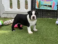 Peter, a male Boston Terrier for sale in Exeter, MO – 9 of 10