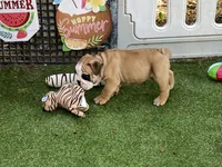 Rex, a female English Bulldog for sale in Exeter, MO – 6 of 10