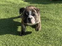 Hunny, a female English Bulldog for sale in Exeter, MO – Photo 2 of 10