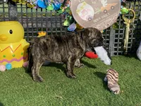 Hunny, a female English Bulldog for sale in Exeter, MO – Photo 7 of 10