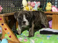Hunny, a female English Bulldog for sale in Exeter, MO – Photo 6 of 10