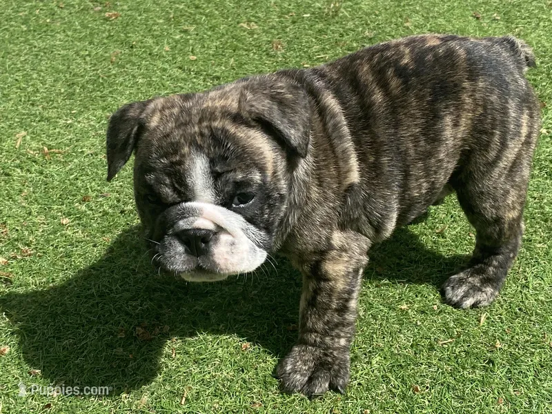 Hunny – English Bulldog puppy for sale in Exeter, MO