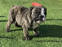 Hunny, a female English Bulldog for sale in Exeter, MO – Photo 8 of 10