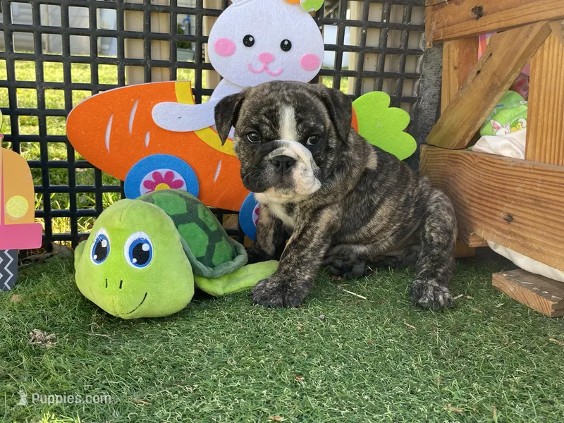 Hunny – English Bulldog puppy for sale in Exeter, MO
