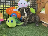 Hunny, a female English Bulldog for sale in Exeter, MO – Photo 1 of 10