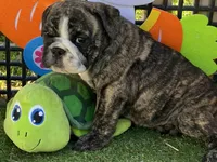 Hunny, a female English Bulldog for sale in Exeter, MO – Photo 5 of 10